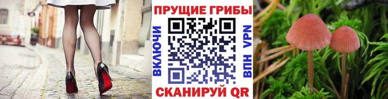 Псилоцибиновые грибы Magic Shrooms  продажа наркотиков  Родники 